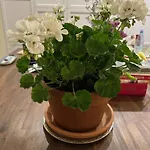 Arboris - Retreat Into The Open * Blankenberg (Thuringia)