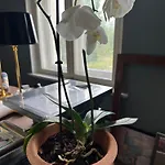 Arboris - Retreat Into The Open