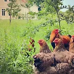 Villa Arboris - Retreat Into The Open