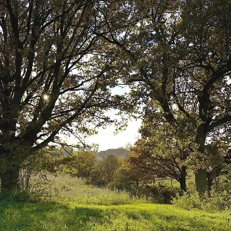 Villa Arboris - Retreat Into The Open Blankenberg (Thuringia)