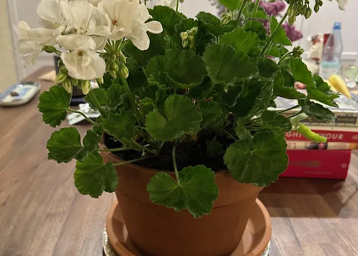 Arboris - Retreat Into The Open * Blankenberg (Thuringia)