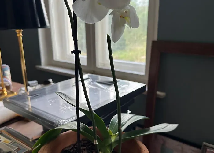 Arboris - Retreat Into The Open